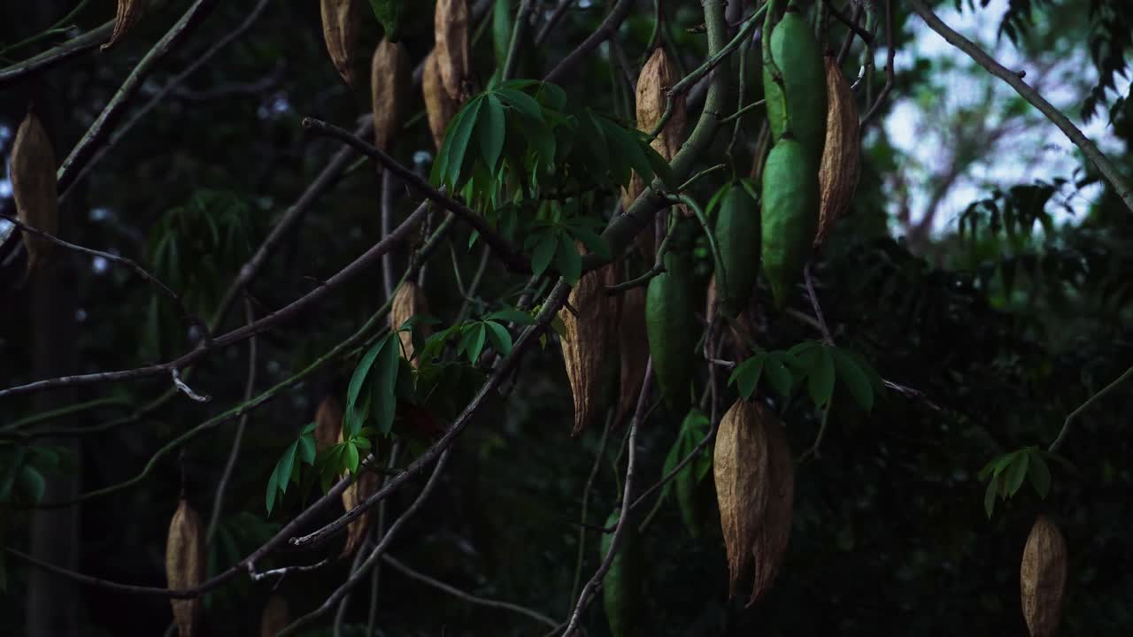 Cotton Silk Trees in Vietnam. Static Locked off shot