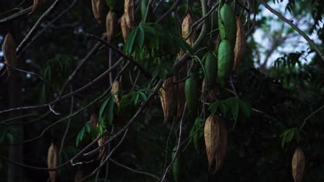 cotton silk trees in vietnam. static locked off shot