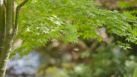 Zarte-Hellgrüne-Blätter-Des-Glatten-Japanischen-Ahorns-Bedecken-Die-Dünnen-Zweige