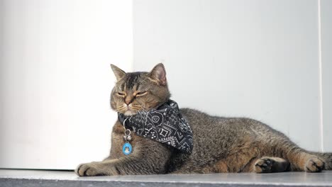 close-up of a brown tabby cat wearing a black bandana