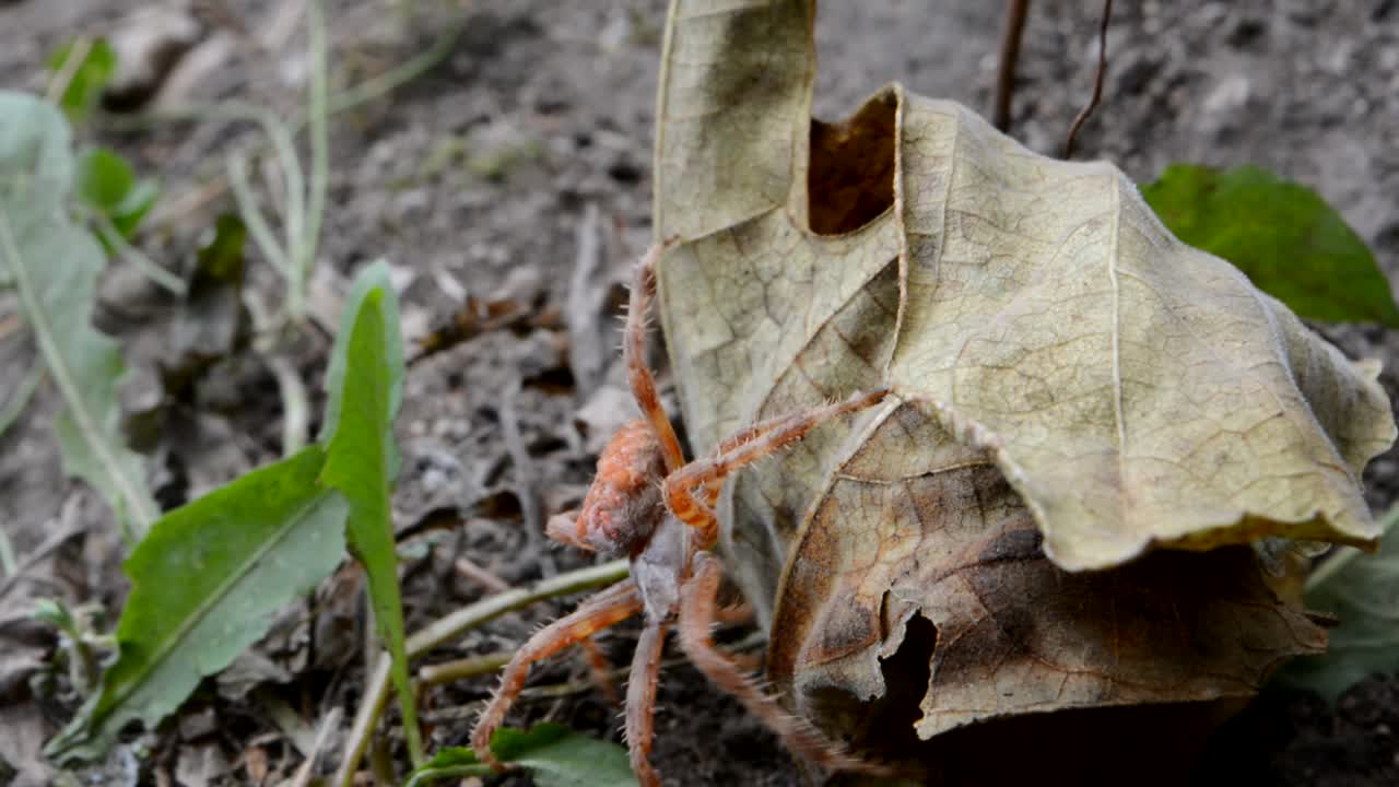Big and orange spider in the wild, going around leaves, grass and other obstacles