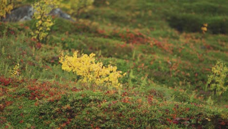 bright colours of autumn in norwegian tundra