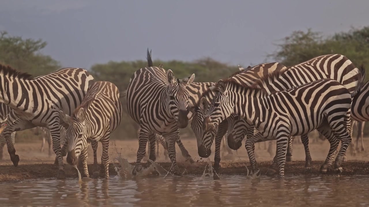 Cinematisk slowmotion af zebraflok, der drikker vand ved vandhul, afrikansk dyreliv på safari i Afrika i naturen i deres naturlige habitat ved et vandhul, lavvinkeloptagelse