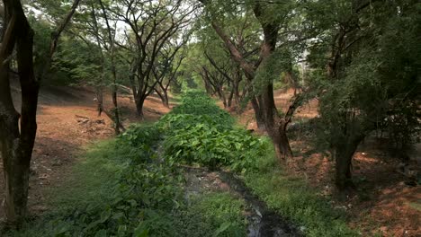 a natural pathway through a dense forest with a central ditch and green vegetation