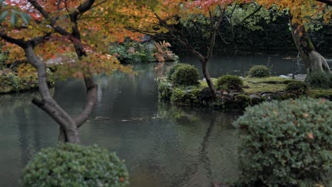 a serene garden in kanazawa, japan, comes alive with the golden hues of autumn.