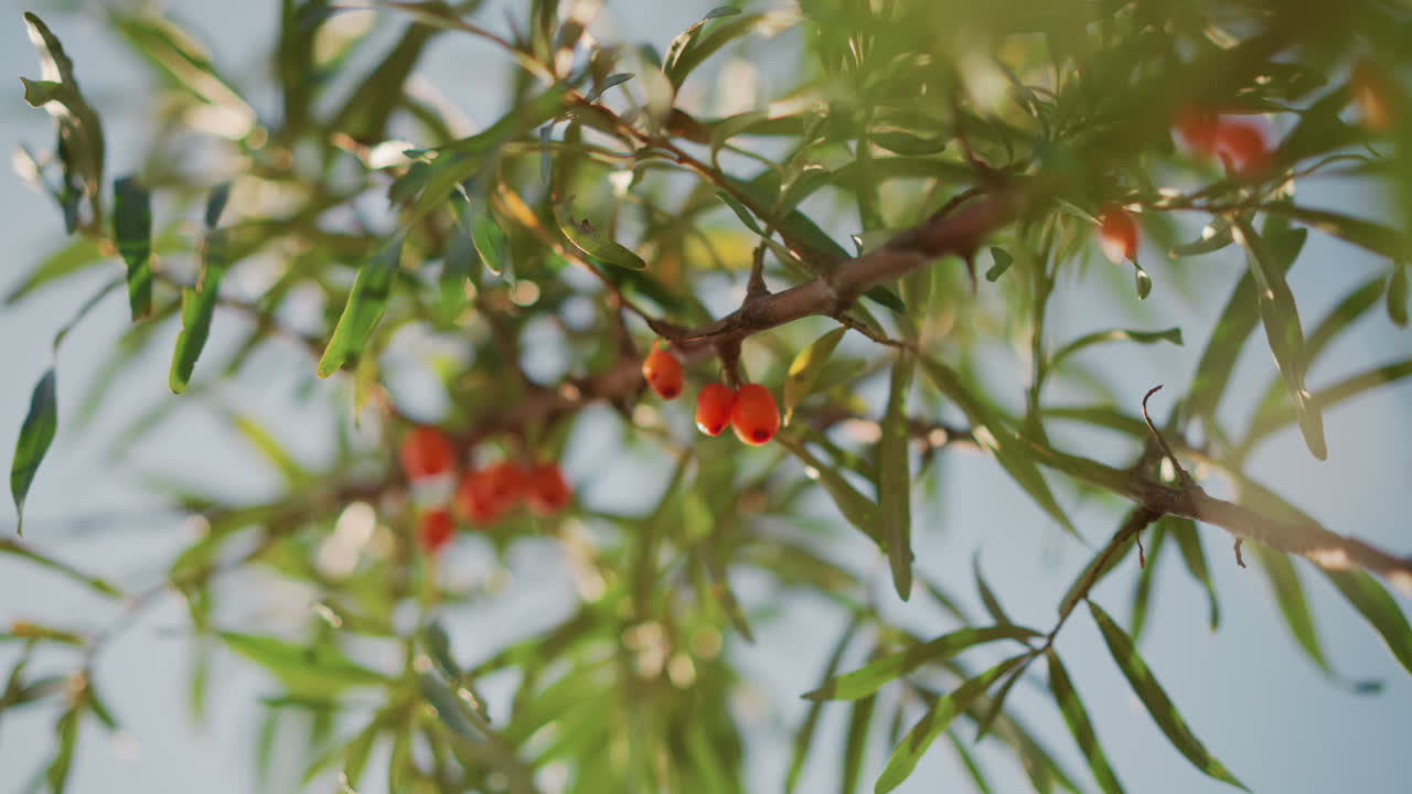 bayas de espino amarillo brillante contra el cielo, diminutas frutas naranjas anidadas entre estrechas hojas verdes con reflejos de rocío retroiluminados, resplandor matutino translúcido y detalles botánicos nítidos, color vivo y fresco