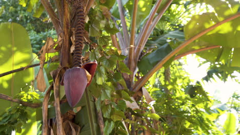 frutas exóticas en forma de cono rojo colgando de una palmera en la selva de zanzíbar