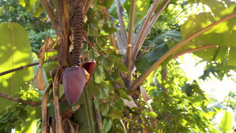 exotic red cone shaped fruit hanging on palm tree in zanzibar jungle