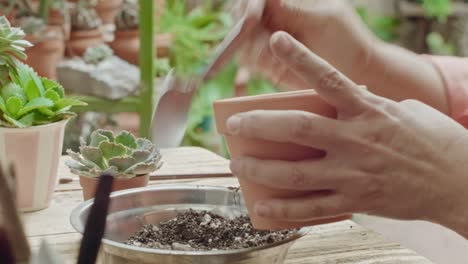 succulent plants on a garden being cared by a mature woman's hands