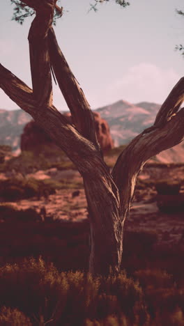 twisted desert tree