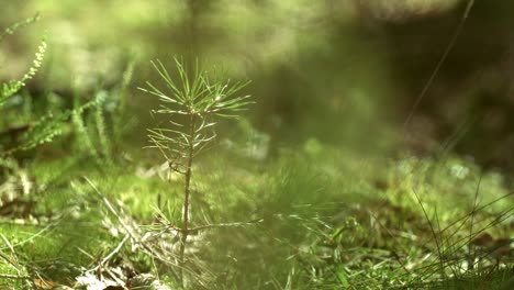 young plant of pine moss and grass grow in forest. forest plants and grass