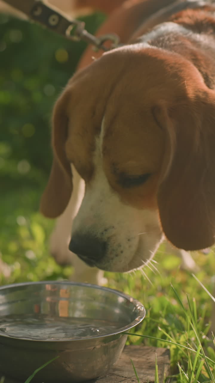 el dueño del perro agita el agua en un cuenco de metal mientras su perro en la correa se acerca para beber de él, el cuenco colocado en madera en un campo de hierba bajo la luz del sol, con el fondo con vegetación