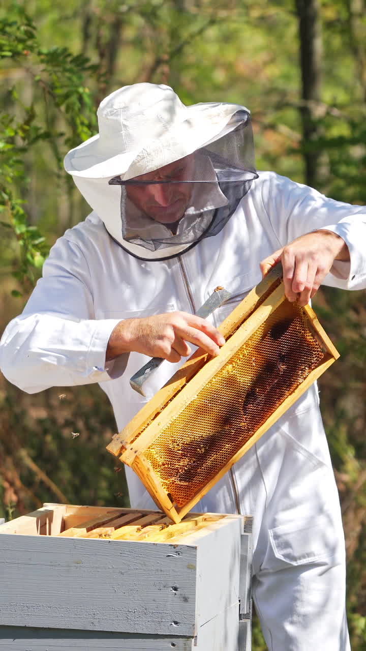Apiary in the forest. Male beekeeper inspecting beehive frames. Apiculturist in protective hat and uniform working among summer nature. Vertical video