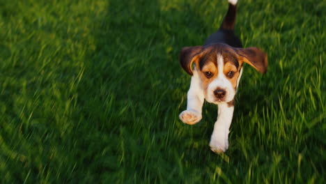 cute beagle puppy running around the yard at home