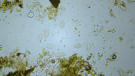 paramecium single cell organisms in microscope bright field