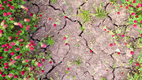 Trifolium-incarnatum-growing-along-a-dirt-pathway-with-cracks-in-the-dry-soil---straight-down-isolated-close-up-during-a-drought