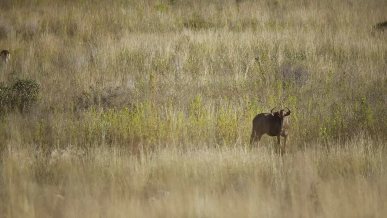 plano general de un ñu en la sabana 4k