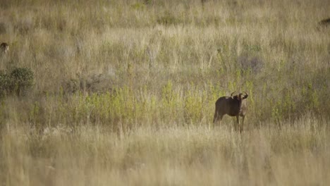 long shot of a wildebeest in the savannah 4k