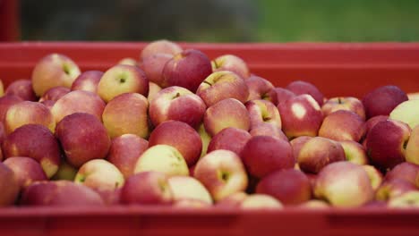 freshly picked apples resting in red crates outdoors, ready for shipment from the orchard