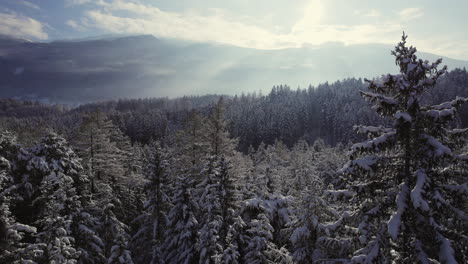 Antenne-Von-Frisch-Schneebedeckten-Bäumen-In-Einer-Wunderschönen-Waldwinterlandschaft