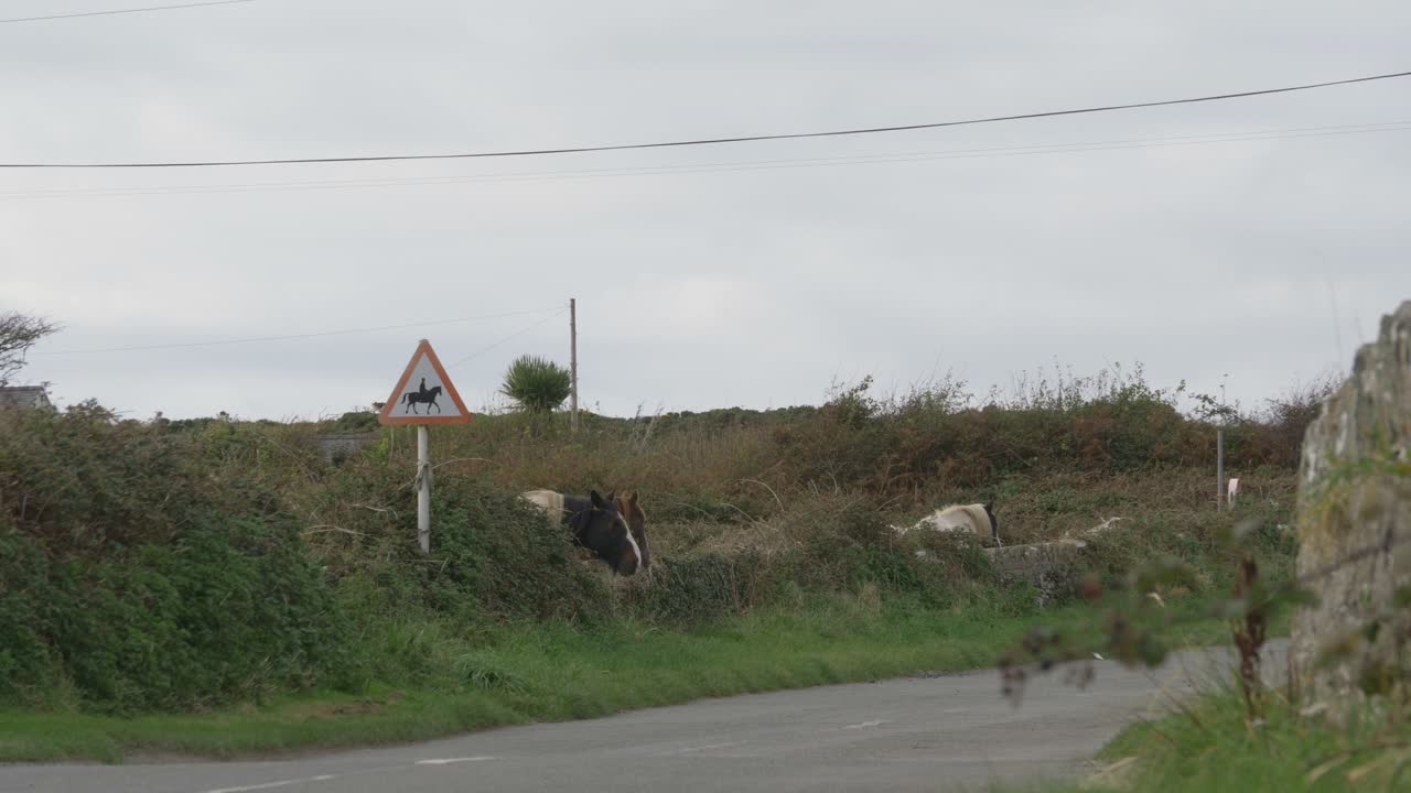 홀리 아일랜드, 앵글시, 웨일즈-1의 돌 울타리로 둘러싸인 목초지에서 말들이 풀을 뜯고 있다