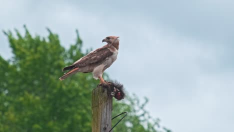 a red-tailed hawk sitting on a telephone pole eating a black squirrel in an urban downtown area with a tree behind it in the summer