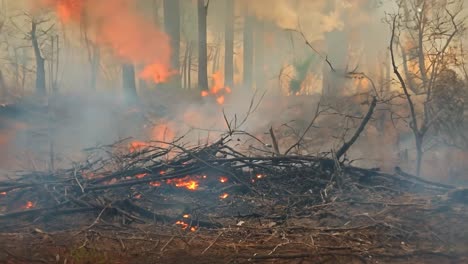 forest fire raging through trees and brush