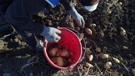 over the shoulder view as a farm worker collects potatoes and puts them in a bucket