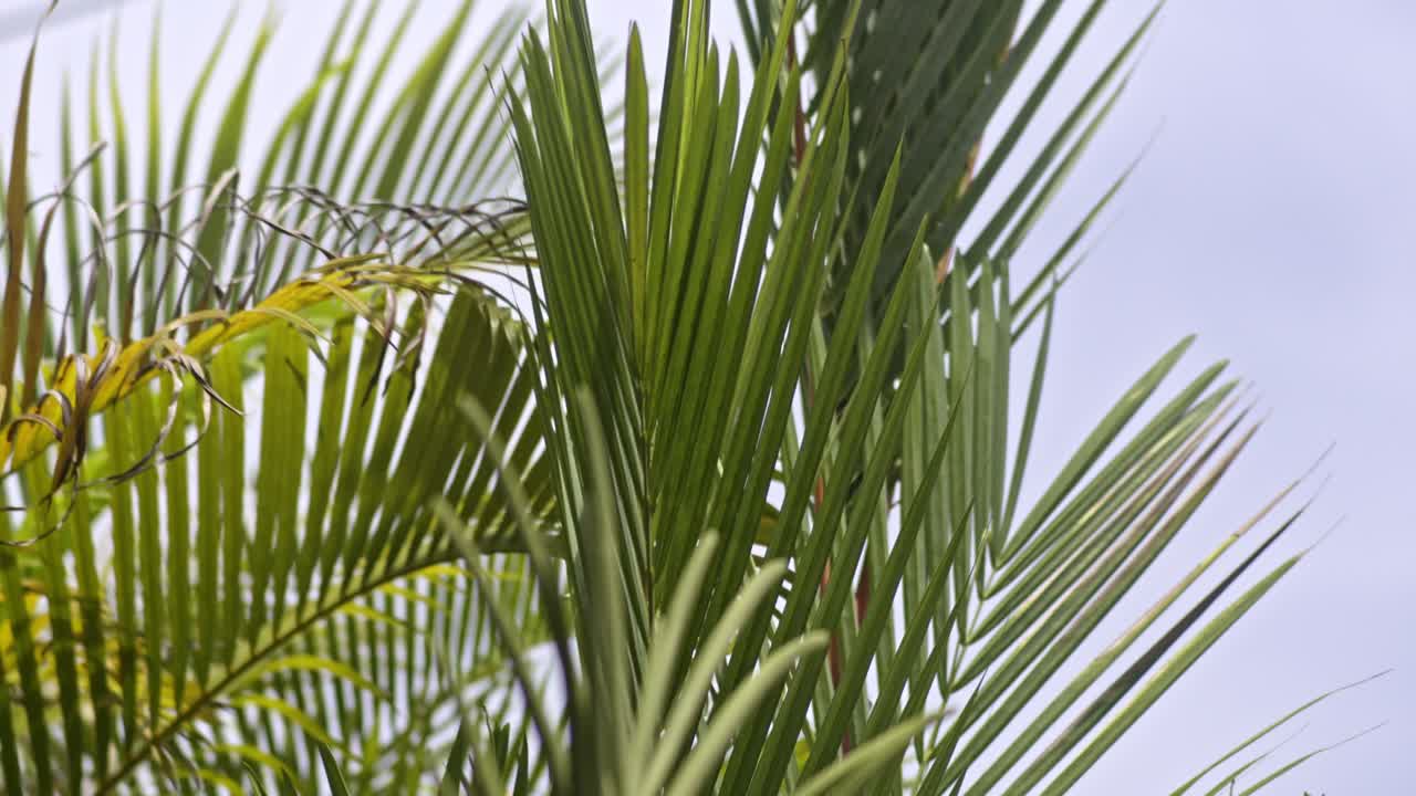 Green yellow brown palm leaves close up blowing in the wind, blue sky background slow mo