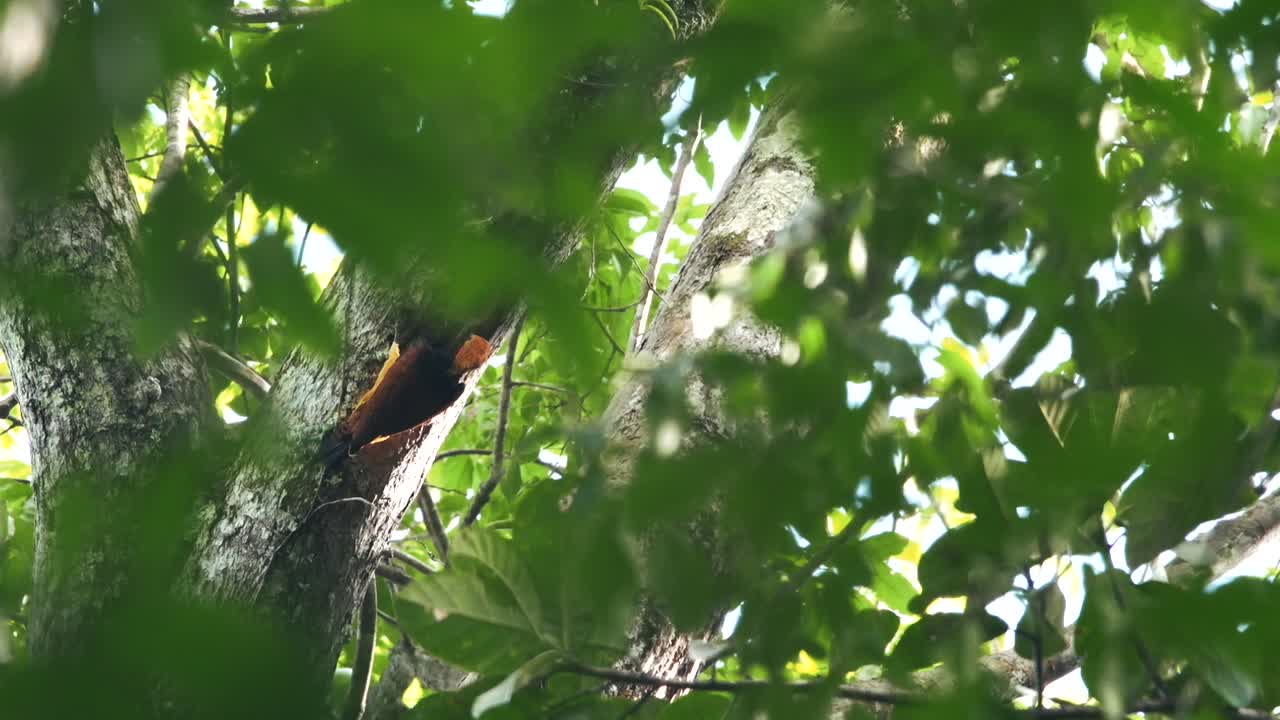 pájaro carpintero en la naturaleza en busca de comida