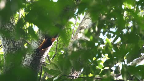 Pájaro-Carpintero-En-La-Naturaleza-Buscando-Comida