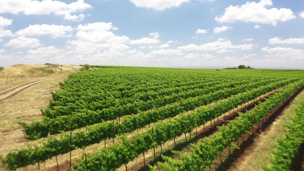 volar a través de la bodega tabor disparo de dron norte de israel kineret ver campo de viñedos