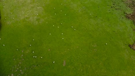 High top down shot of white sheep grazing freely in nature, green pasture. Scattered flock of sheep in open field. Aerial drone moves upwards, farm animals view small from above on green landscape