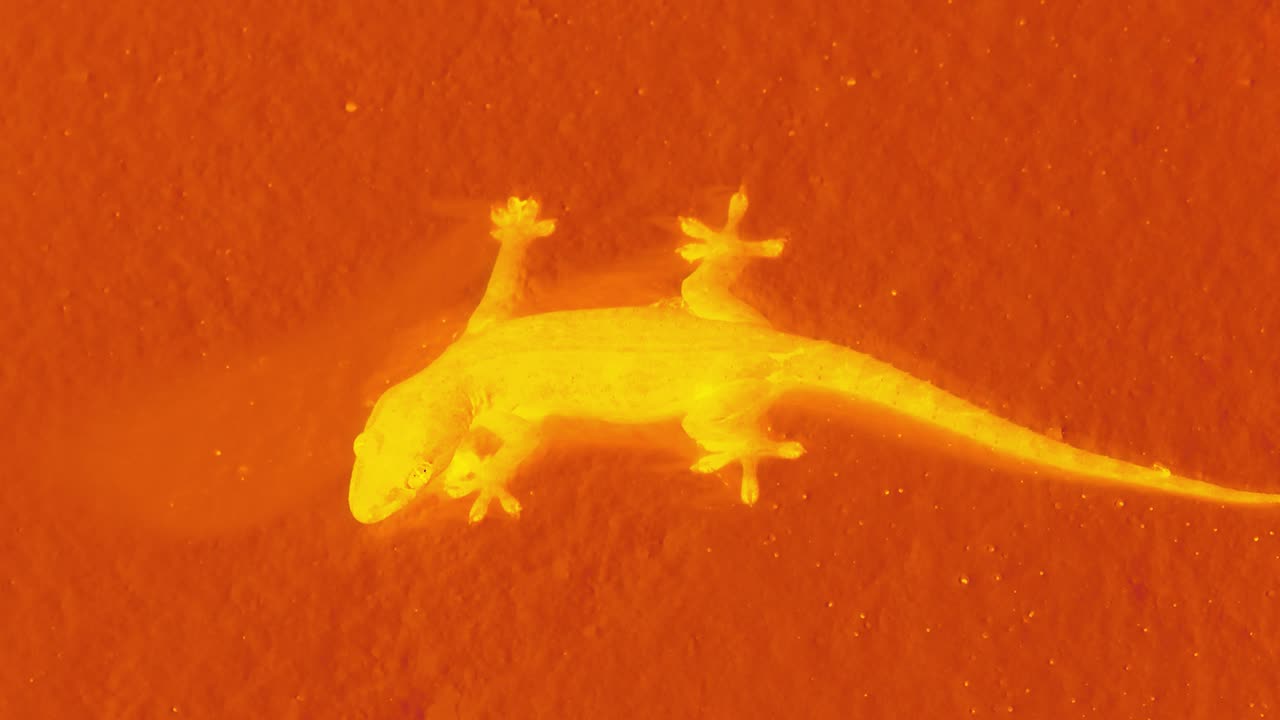 Thermal imaging of a gecko with visible beating heart in infrared view