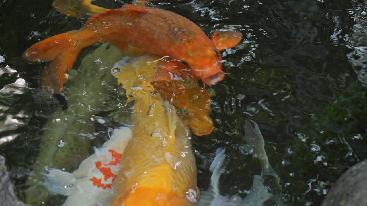 Koi carp in a pond in a tropical garden in bali