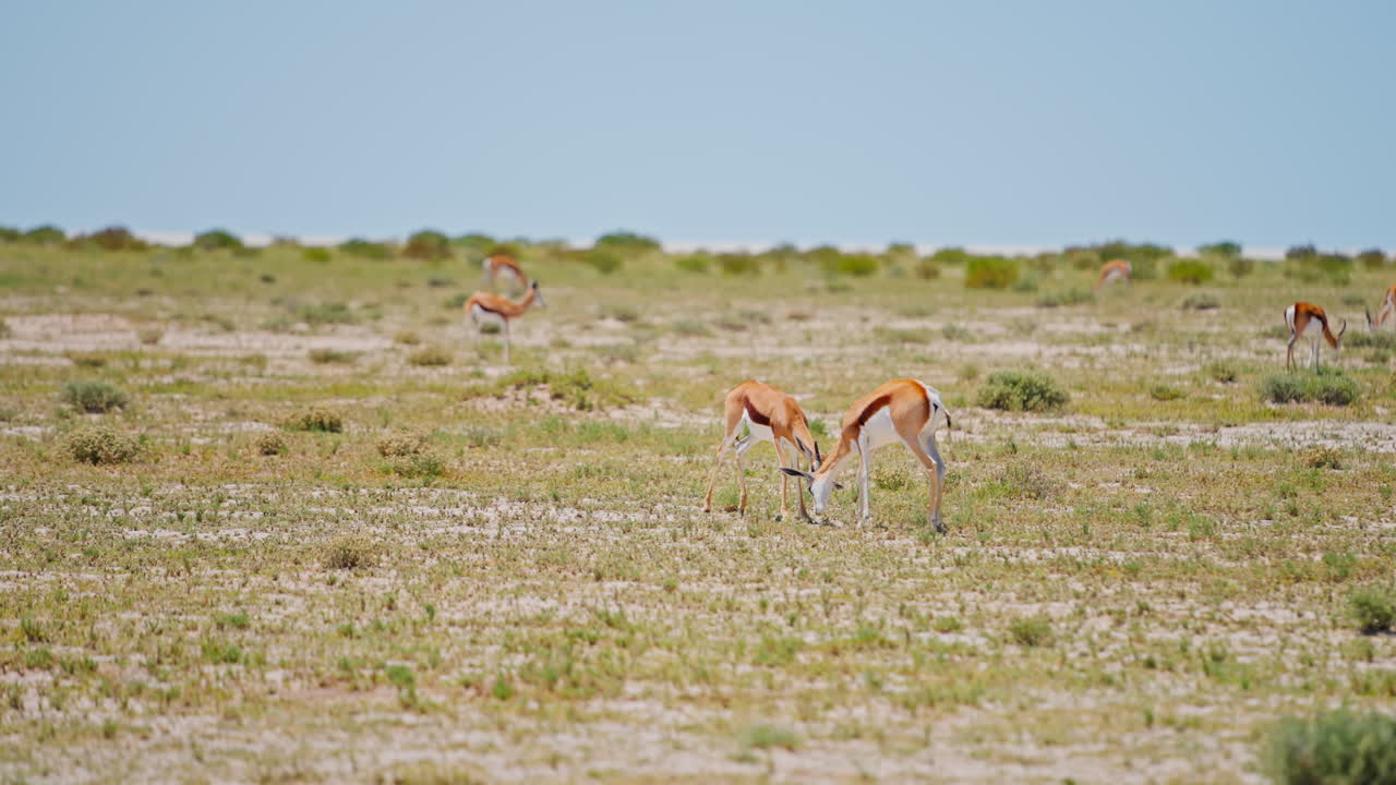 Springboks in the African Savanna