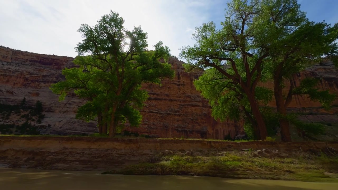 Árvore solitária à beira do rio Yampa emoldurada por paredes coloridas do cânion, ninguém