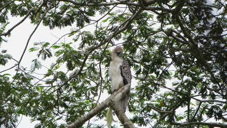 a zoom out of this majestic eagle seen in its natural habitat, philippine eagle pithecophaga jefferyi, philippines