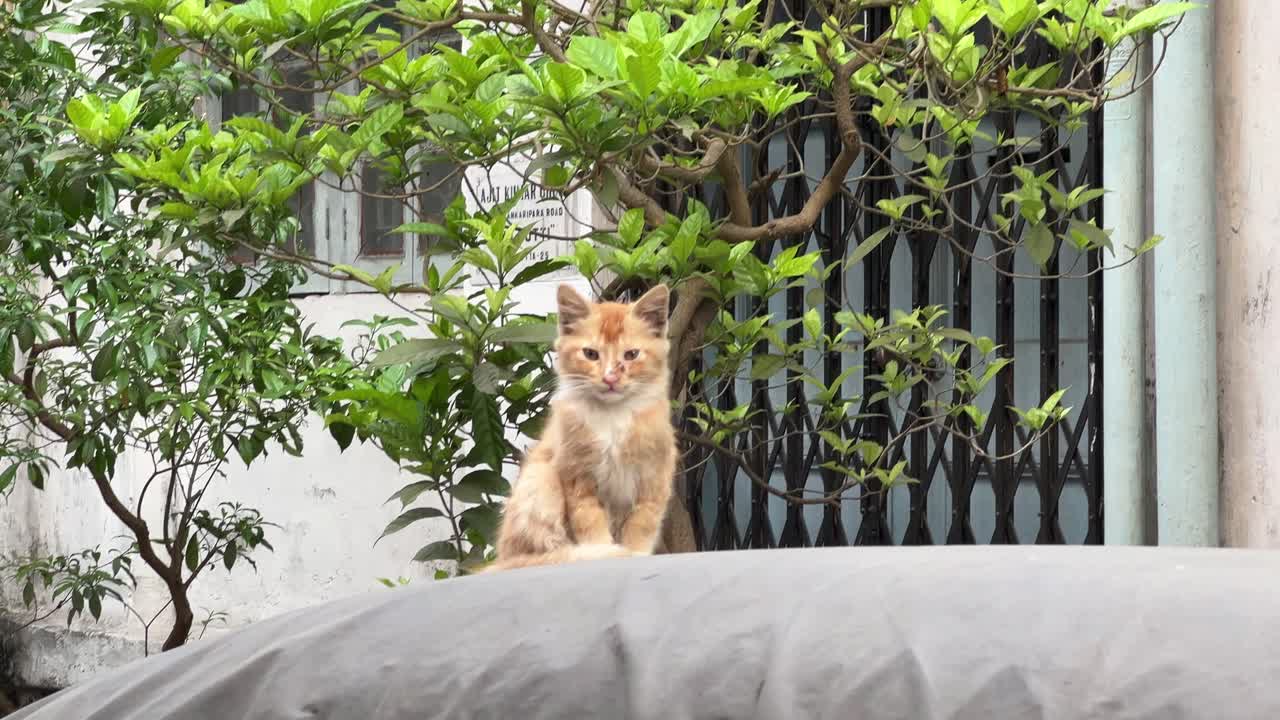 Profile view of a furry Indian breed kitten looking at camera sitting above a car during daytime.