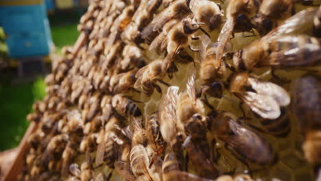 carniolan bees at work producing honey