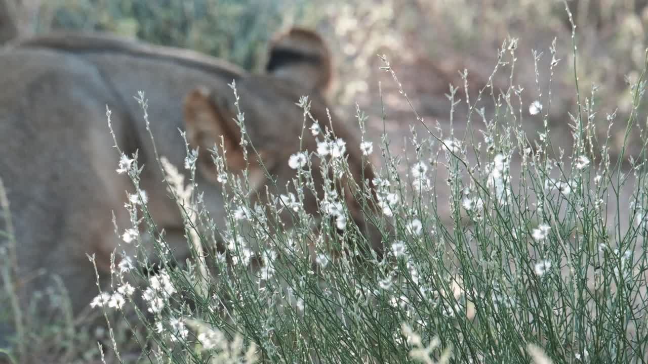 Beautiful white flowers dancing in the breeze, with an out of focus lioness in the background