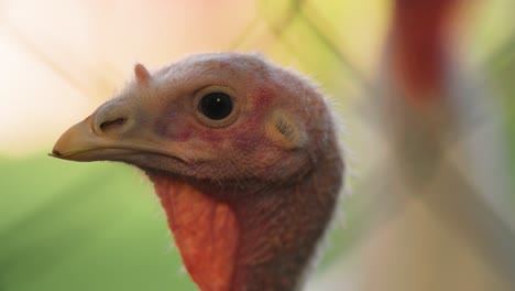 vista en primer plano de un pavo detrás de la valla de la granja