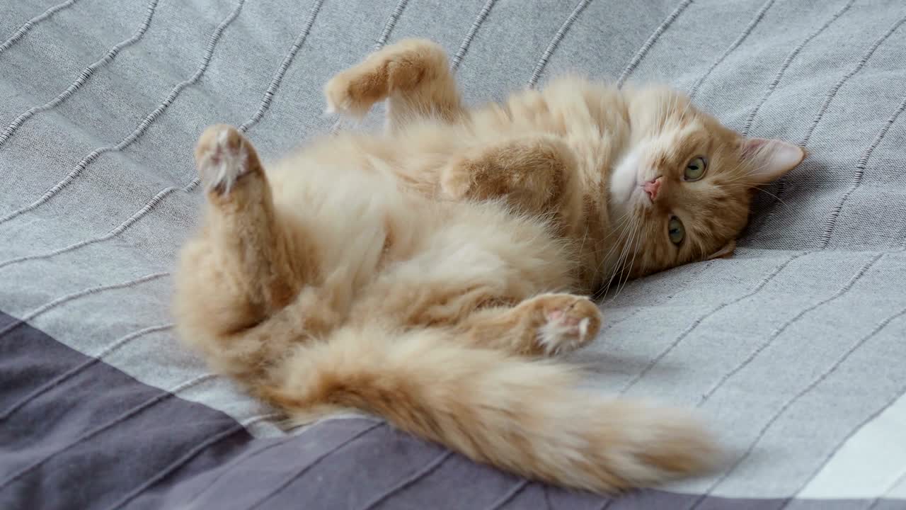 un lindo gato de jengibre acostado de barriga en la cama sobre una manta gris, una mascota esponjosa se va a dormir. un fondo acogedor en el hogar. un perfil plano