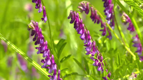 slow motion footage of purple cow vetch flowers gently swaying in the breeze on a pleasant, sunny day