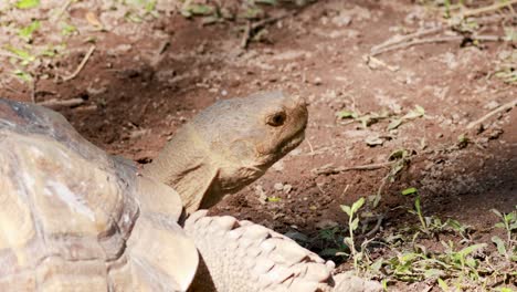 tortoise moving slowly on grassy terrain