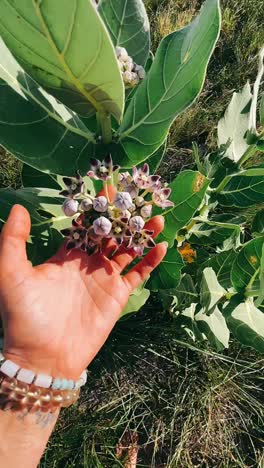 woman exploring nature with flowers and plants