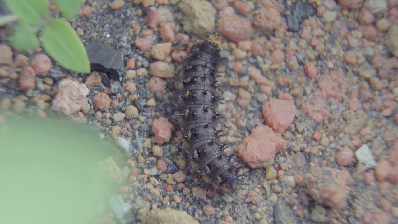 모래를 걷는 애벌레를 닫습니다