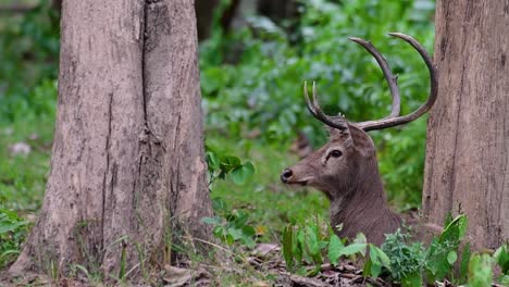 Der-Eldhirsch-Ist-Aufgrund-Von-Lebensraumverlust-Und-Jagd-Eine-Vom-Aussterben-Bedrohte-Art