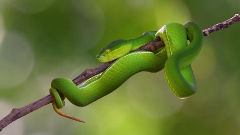 La-Víbora-De-Labios-Blancos-Es-Una-Víbora-Venenosa-Endémica-Del-Sudeste-Asiático-Y-A-Menudo-Se-Encuentra-Durante-La-Noche-Esperando-En-Una-Rama-O-Rama-De-Un-árbol-Cerca-De-Un-Cuerpo-De-Agua-Con-Muchos-Alimentos