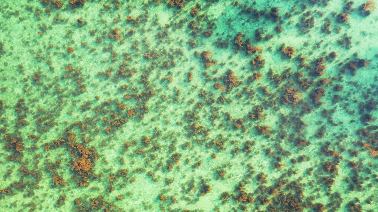 blanqueamiento de corales causado por el calentamiento global y la temperatura oceánica superior al promedio